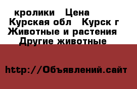 кролики › Цена ­ 500 - Курская обл., Курск г. Животные и растения » Другие животные   